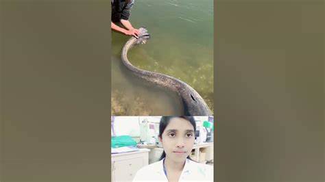 eel