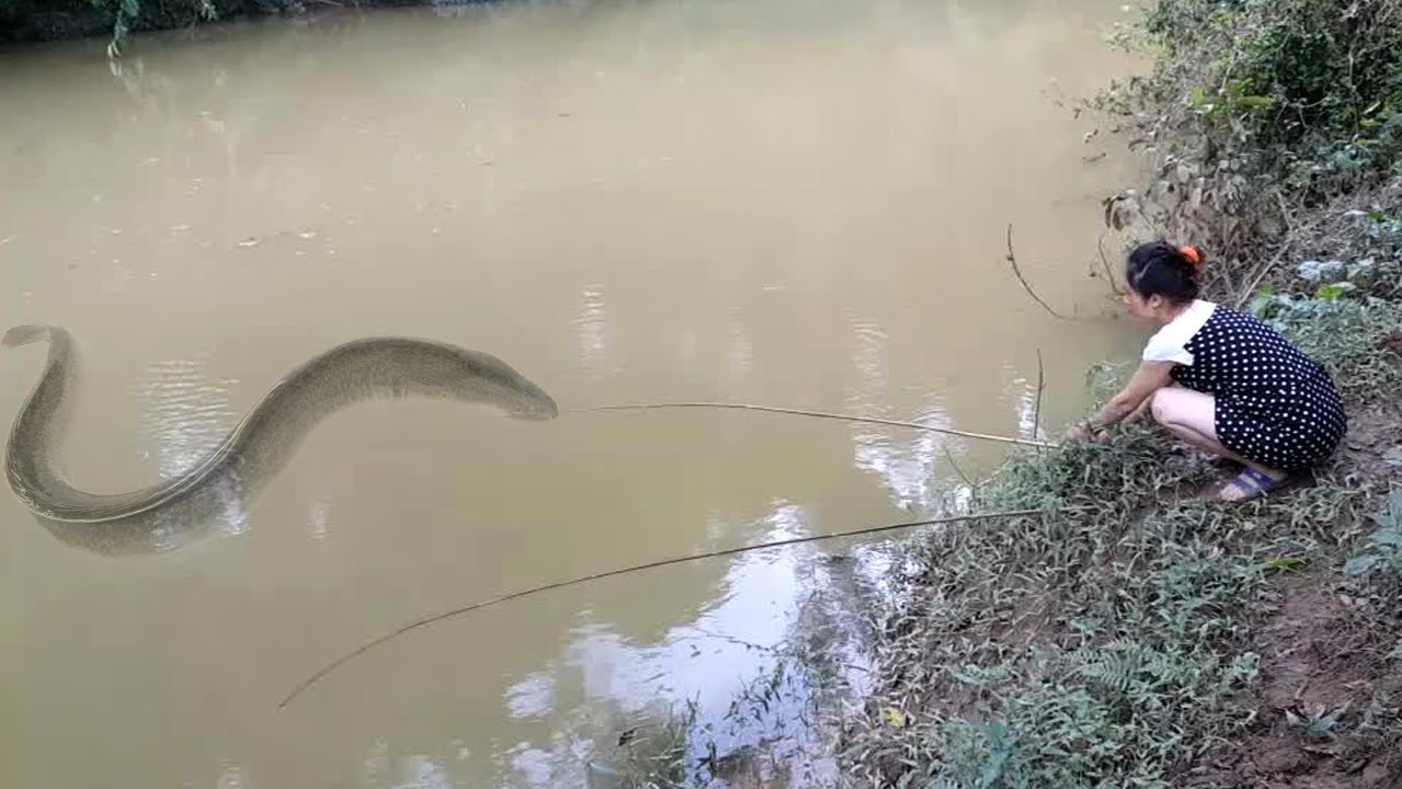 eel watch